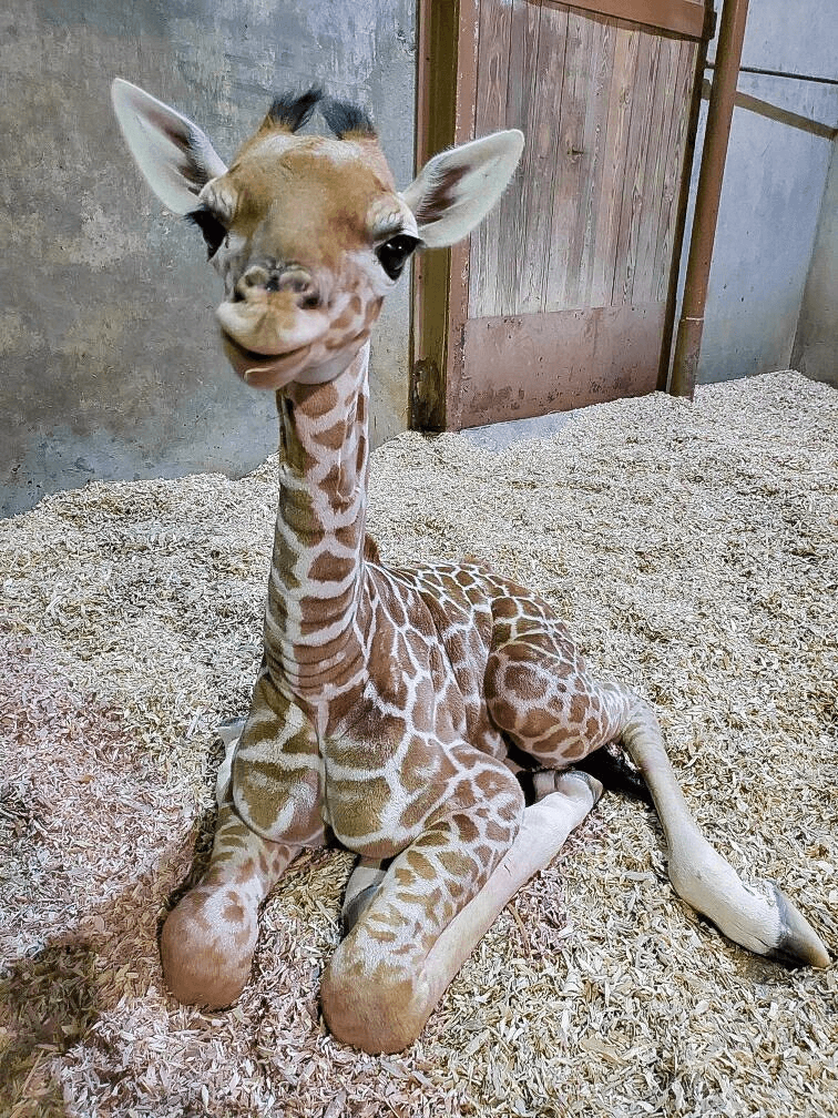 cute baby giraffe