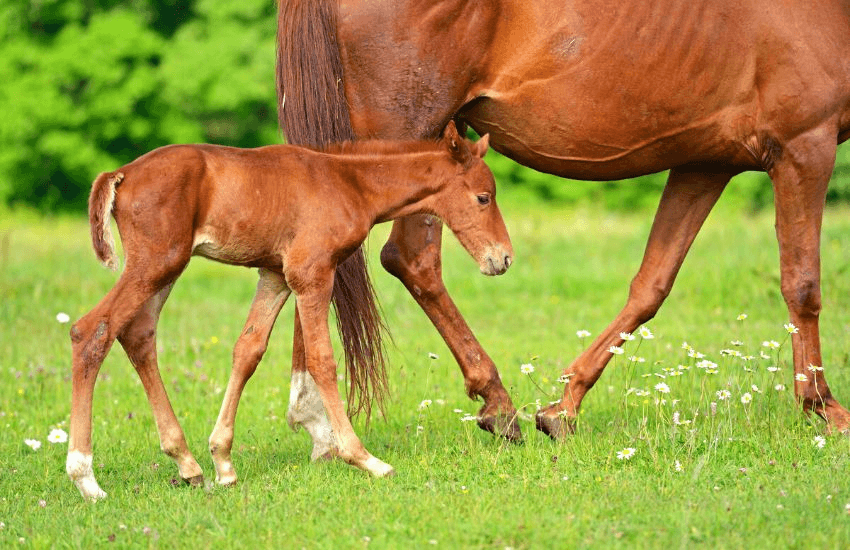 cute baby horse with mother