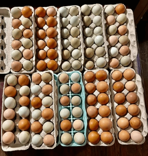 is your weight loss journey 12 dozen eggs?